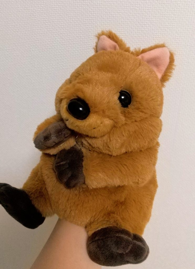 カンガルー科の小型動物クオッカ